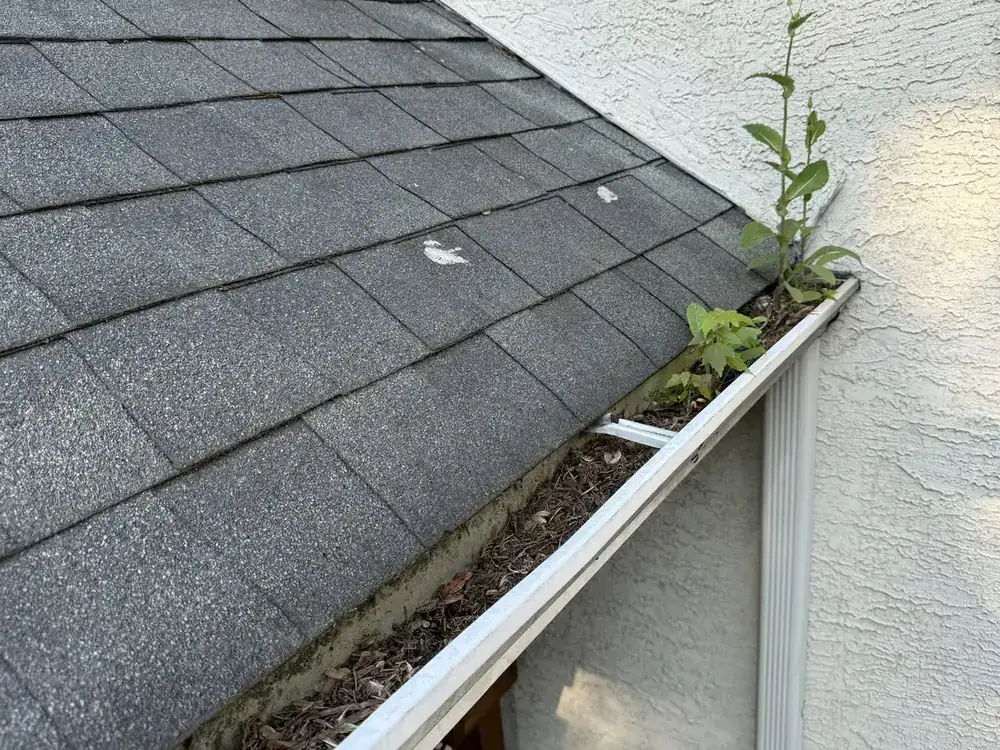 Gutter with weeds and debris growing out of it before cleaning