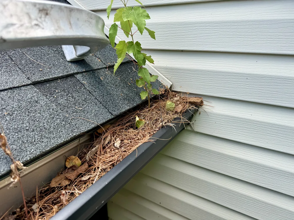 Gutter cleaning in Northern New Castle County DE before and after tree sapling and pine needle removal, before